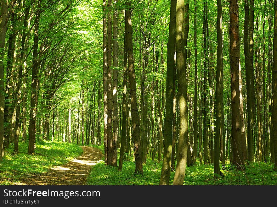 Path in summer green forest