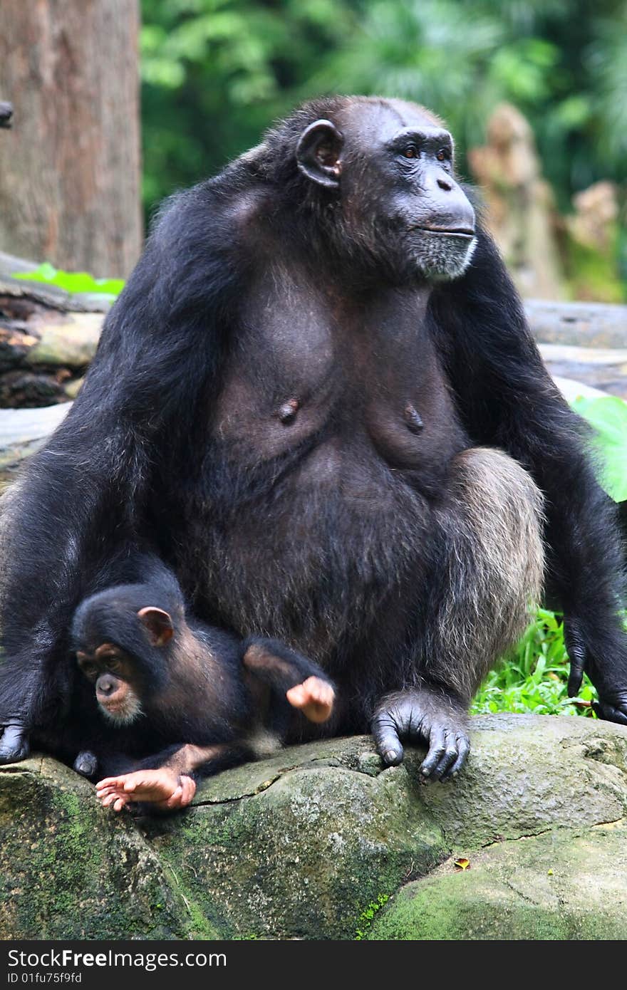 A Female Chimpanzee And Her Kid