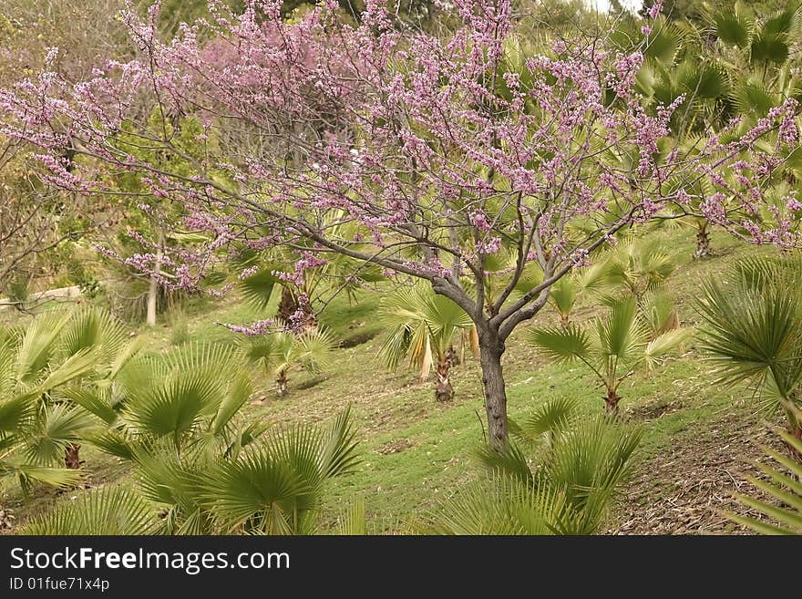 Cherry tree in flower