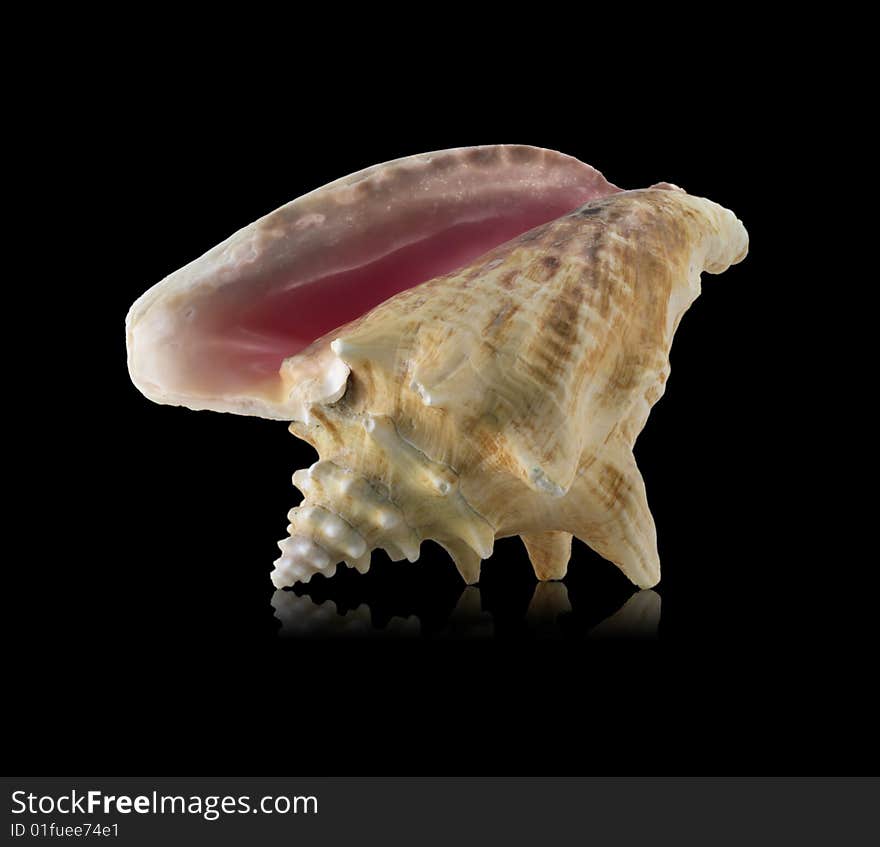 Sea shell with mirrored reflection against black background