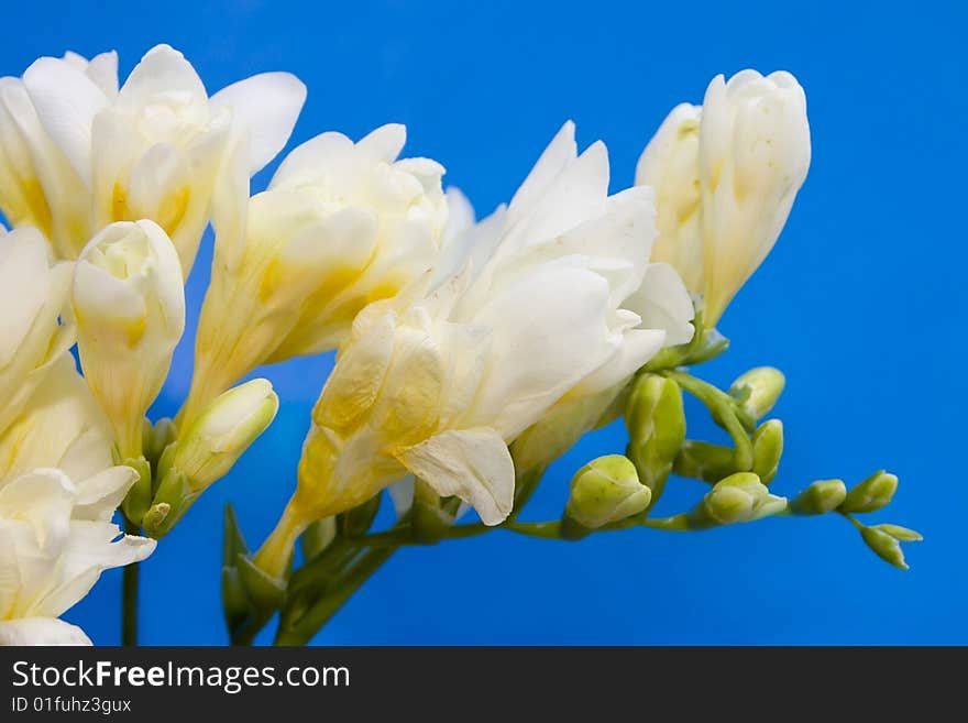 White flowers on a blue background. White flowers on a blue background