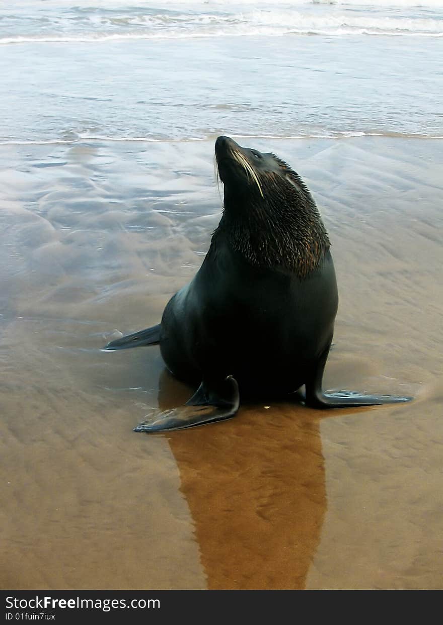 A seal in the beach. A seal in the beach.