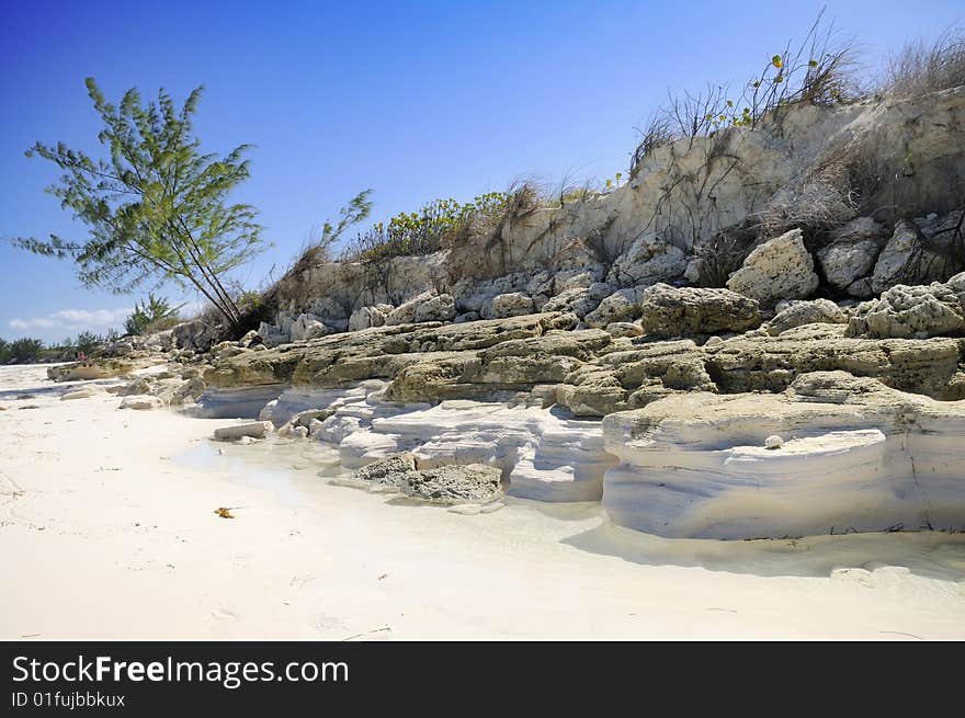 Tropical Beach Vegetation