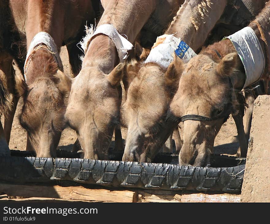 A group of camels in Mongolia drinking water. A group of camels in Mongolia drinking water