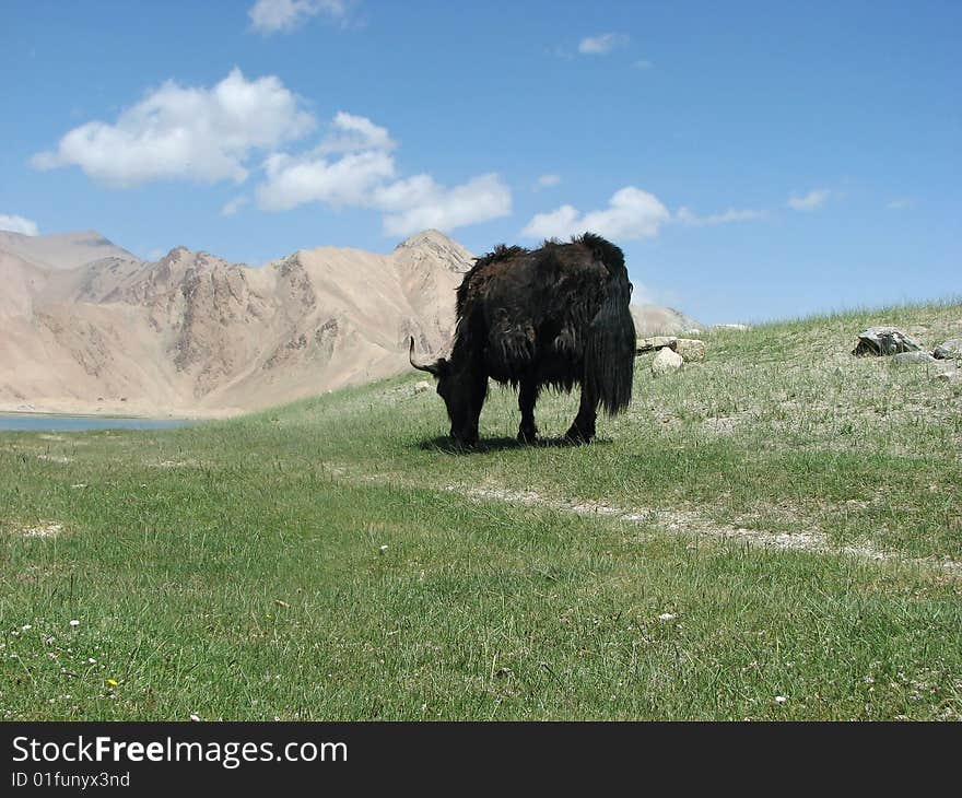 Yak On The Grass