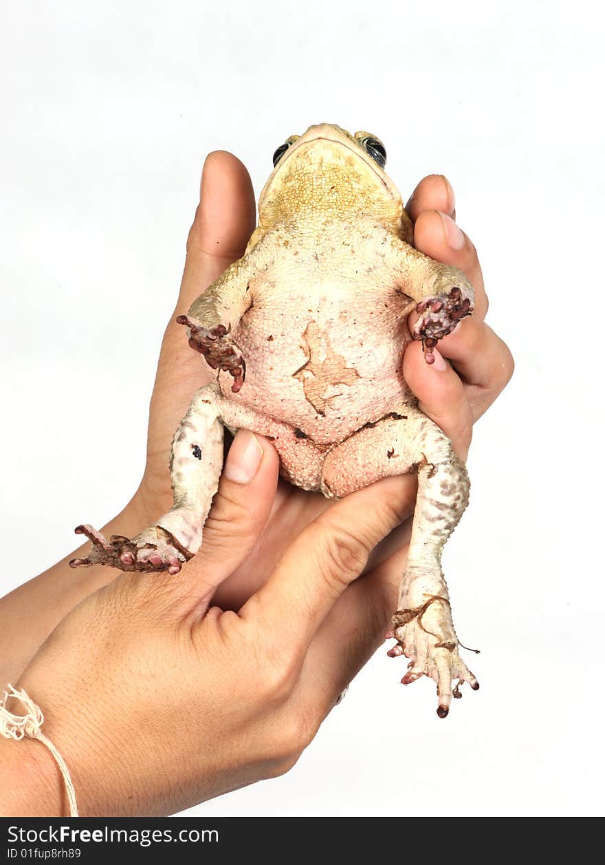 Toad In Hands