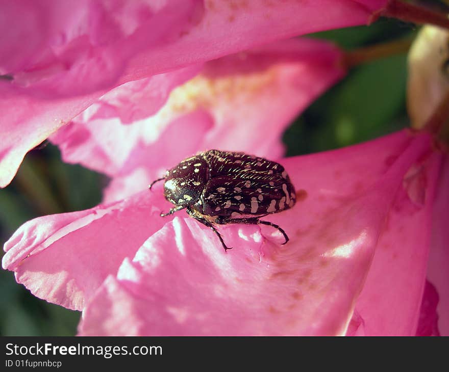 Beetle Oxythyrea Funesta At Orchid