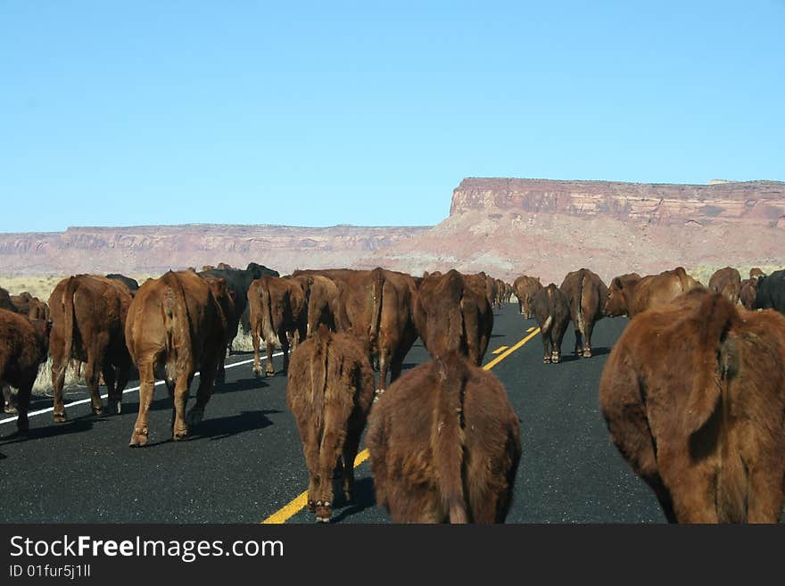 Cows blokking the road, moving to an other place in canyonlands, with the first sight of the mountains and a clear blue sky. Cows blokking the road, moving to an other place in canyonlands, with the first sight of the mountains and a clear blue sky.