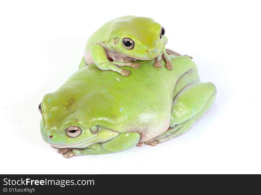 Green Tree Frogs