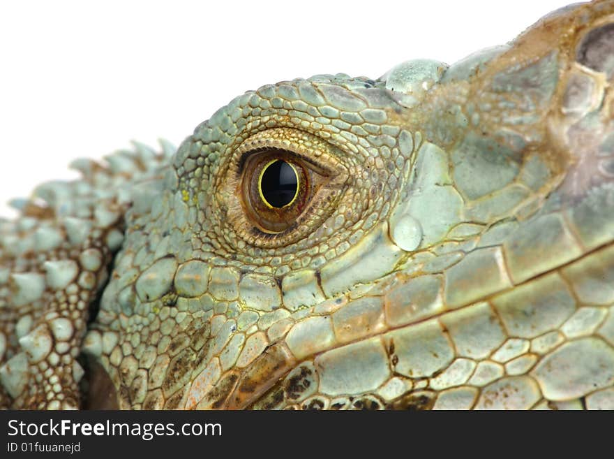 Iguana Head