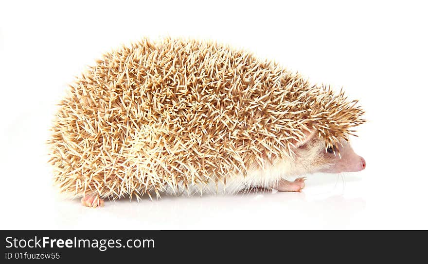 Hedgehog