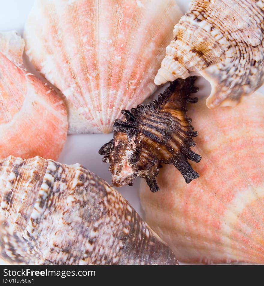 Various kinds of shells background