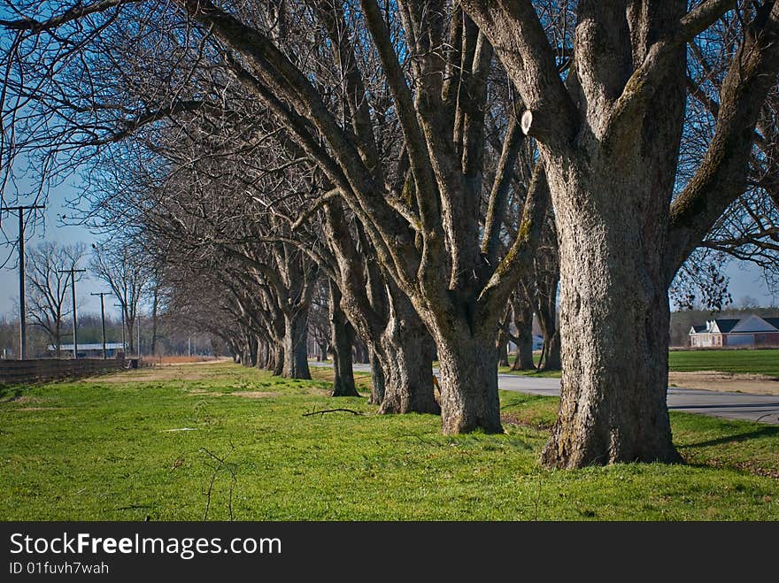 Trees on line