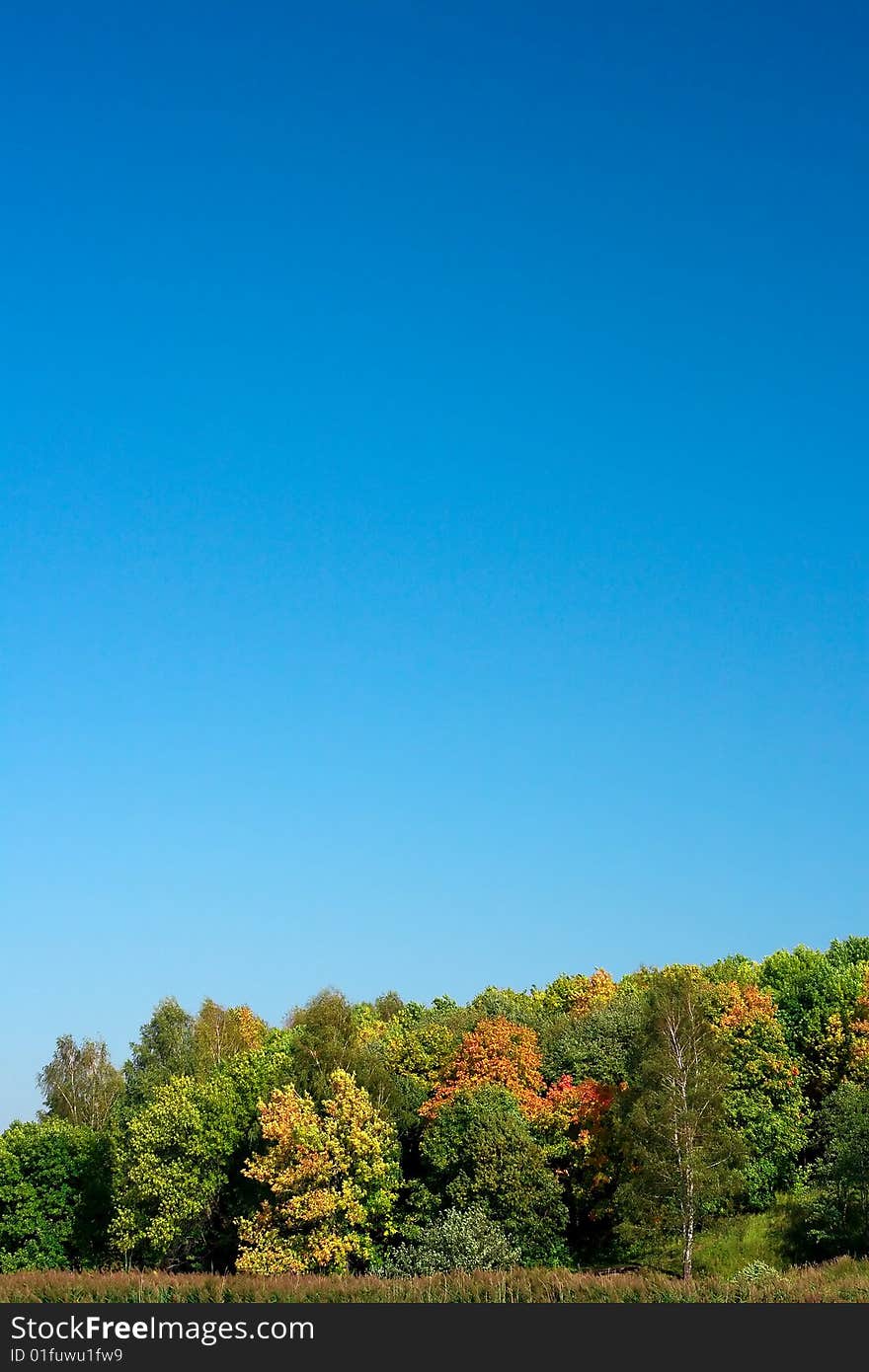 Autumn wood on a background of the dark blue sky