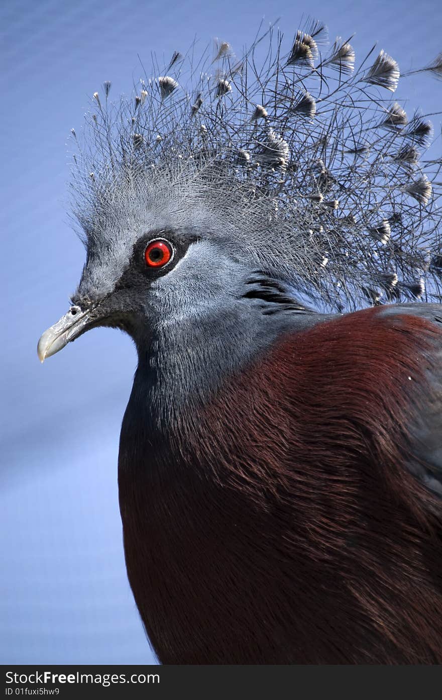 Victoria crowned pigeon