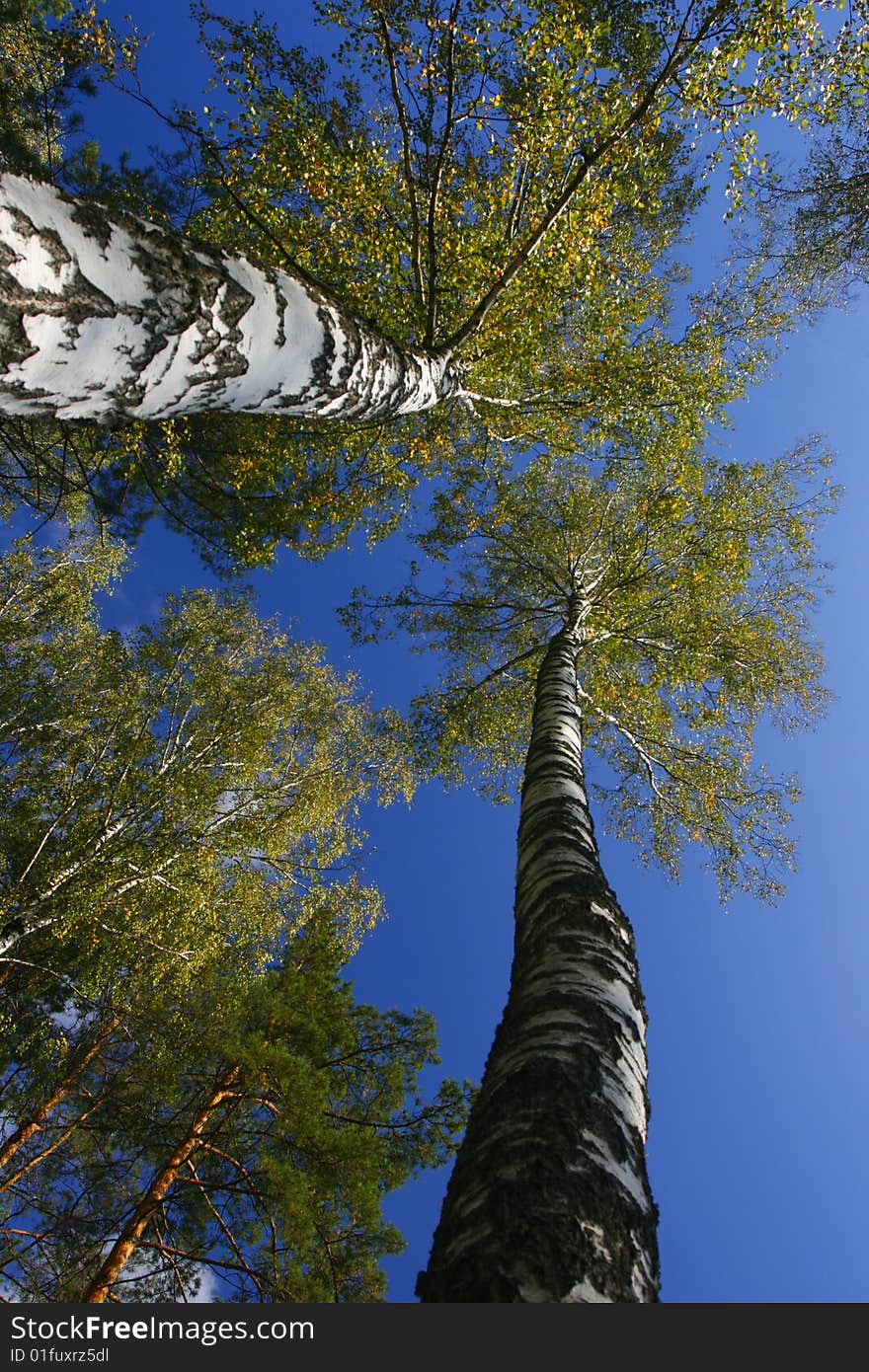 Stand Of Aspen Trees Looking Up