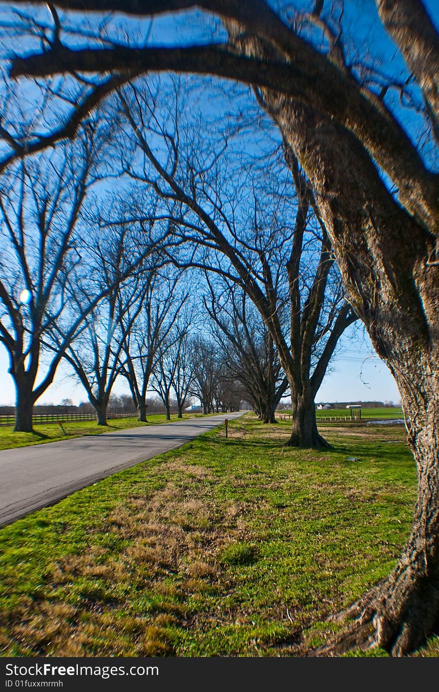 Trees on highway