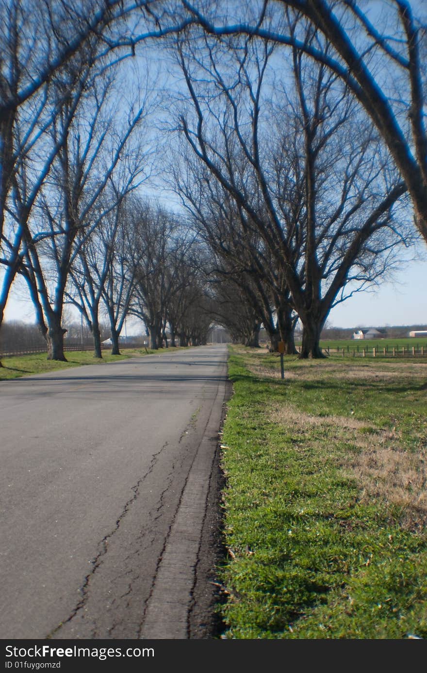 Trees near highway