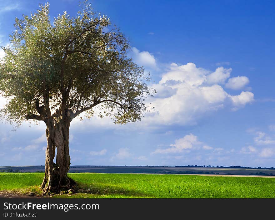 Old tree in a field. Summer. Old tree in a field. Summer