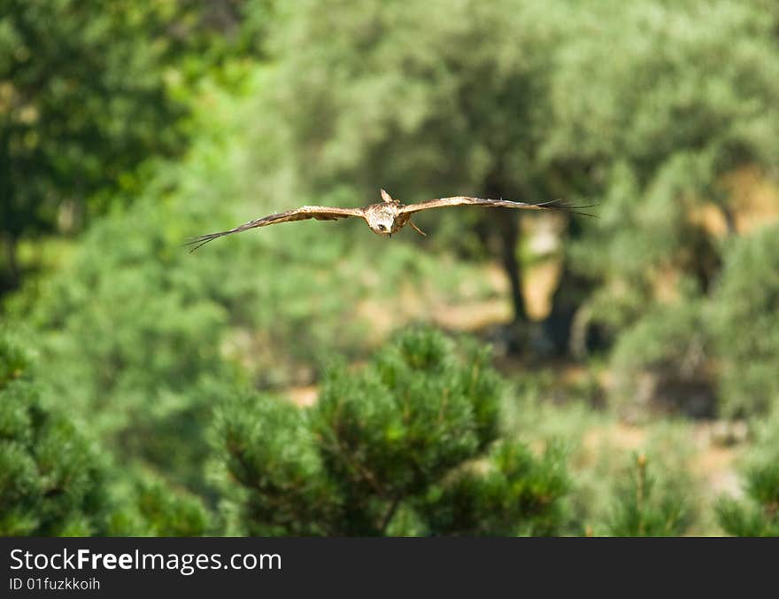 Red Kite