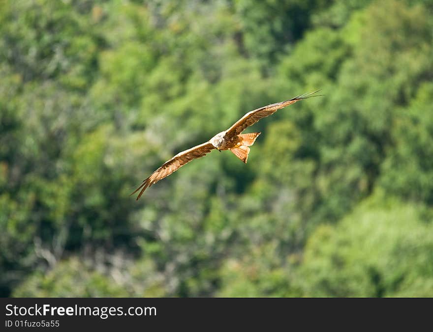 Red kite