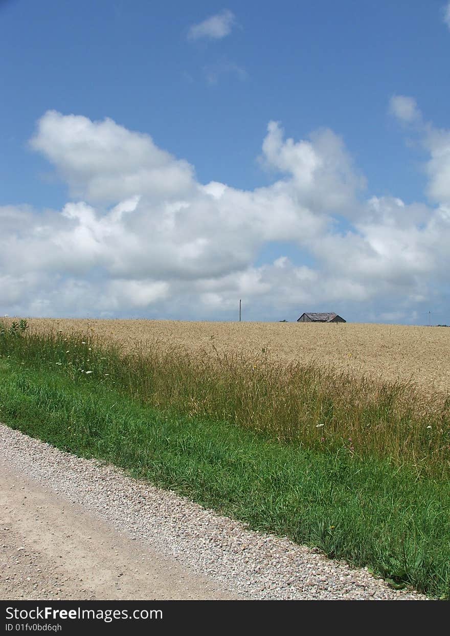 Wheat field