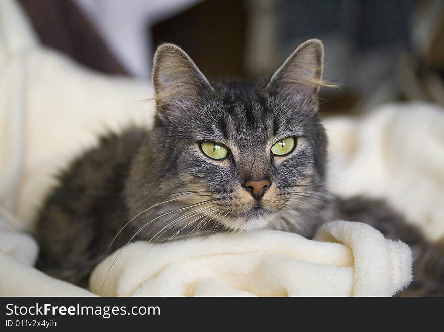 A household longhair cat portrait