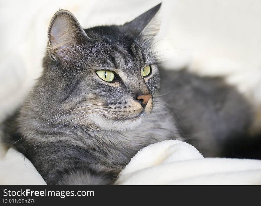 A household longhair cat portrait