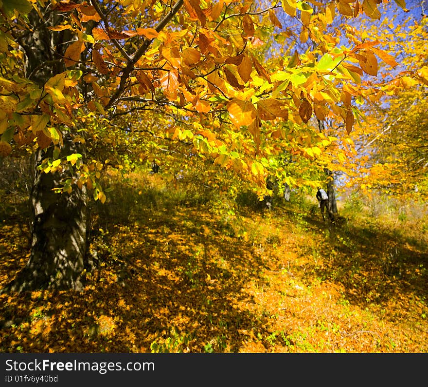 Autumn in forest