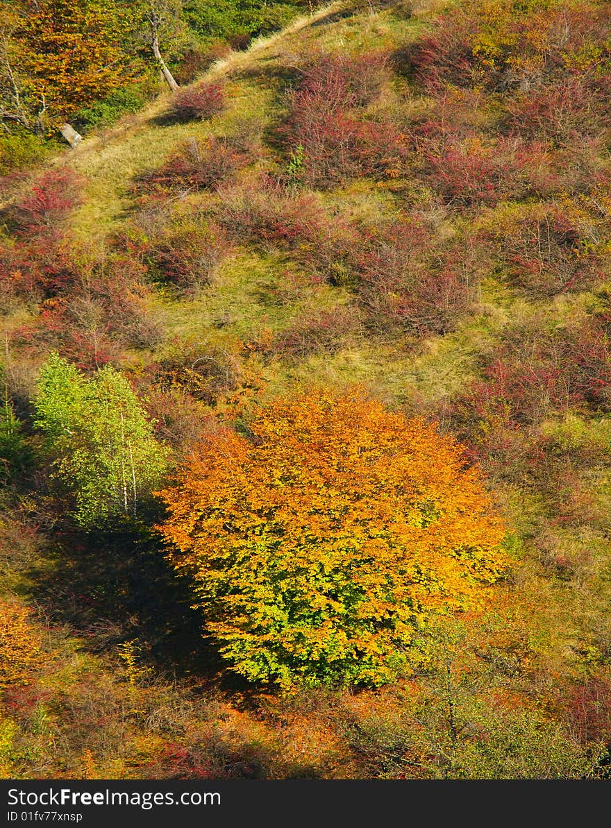 Colorful autumn trees, fall foliage,