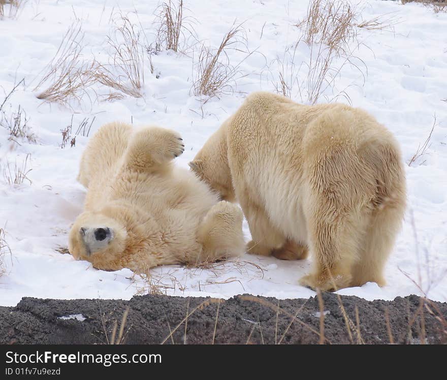 A polar bear on the snow in the winter