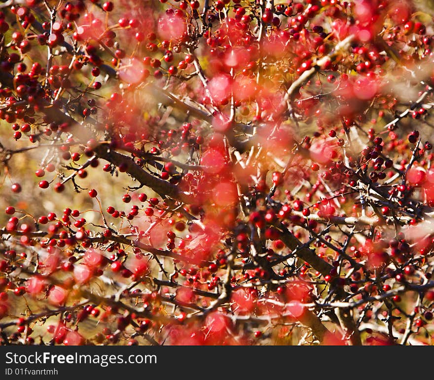 Autumn hawthorn berries, Crataegus oxycantha, bright red, shallow DOF