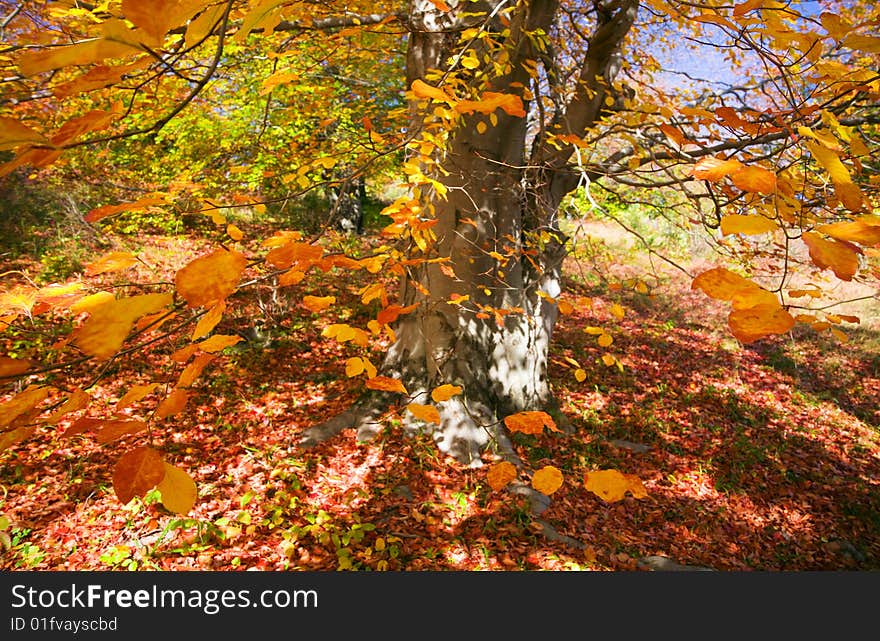 Colorful autumn trees, fall foliage,