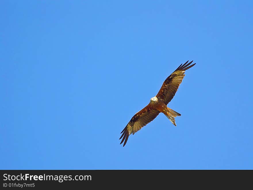 Red kite