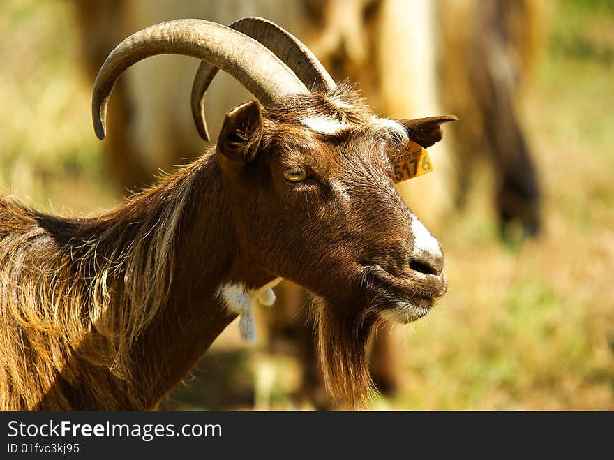 Corican goats in a field (france). Corican goats in a field (france)