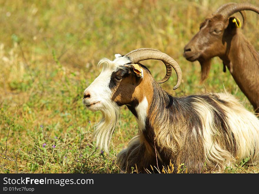 Corsican goats