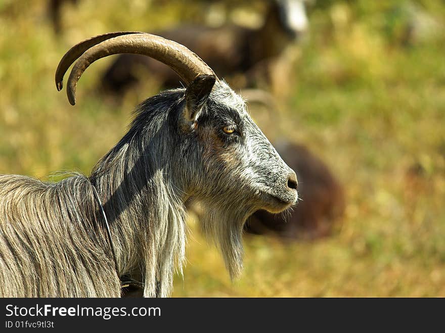 Corsican goats