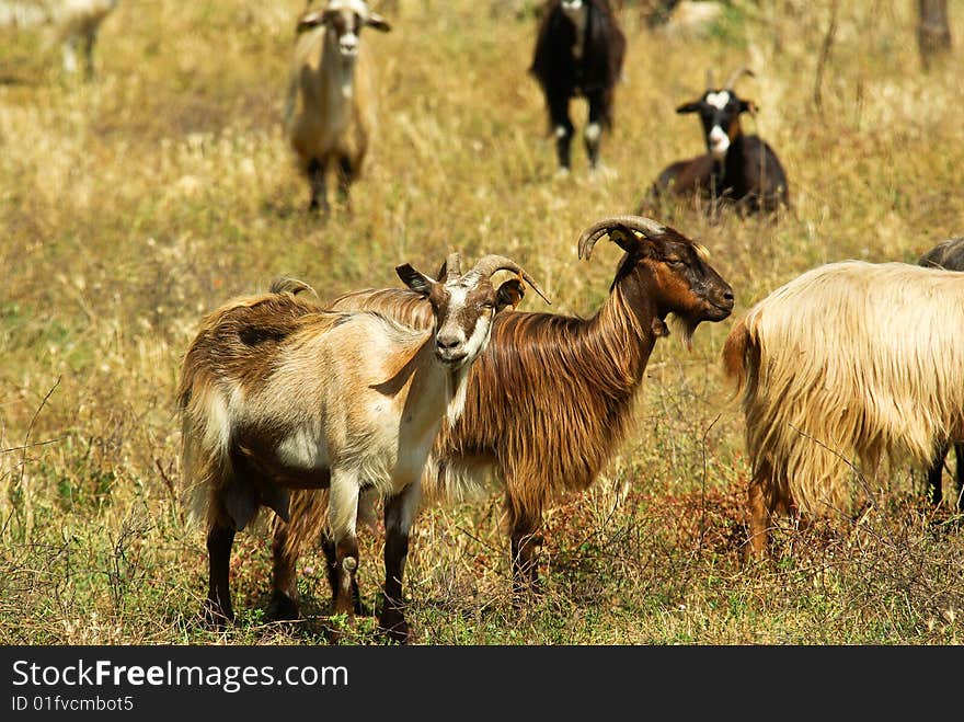 Corsican goats