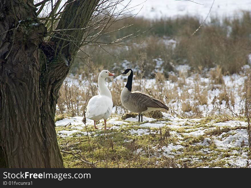 Geese in the Snow