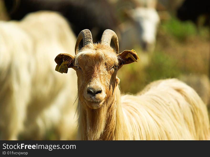 Corsican goats