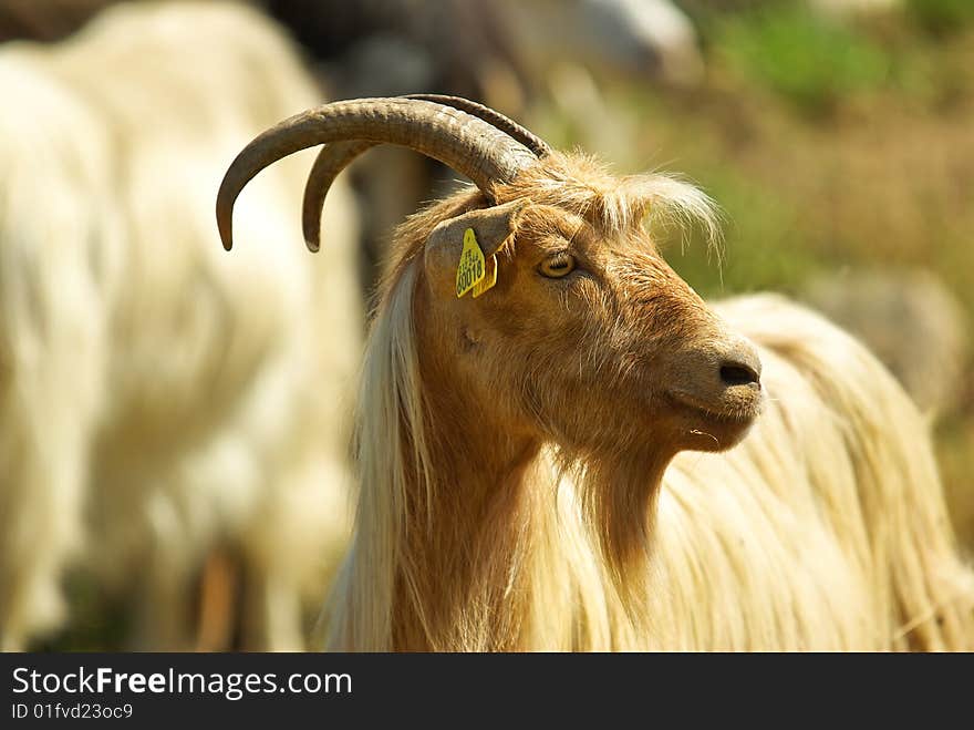 Corsican goats