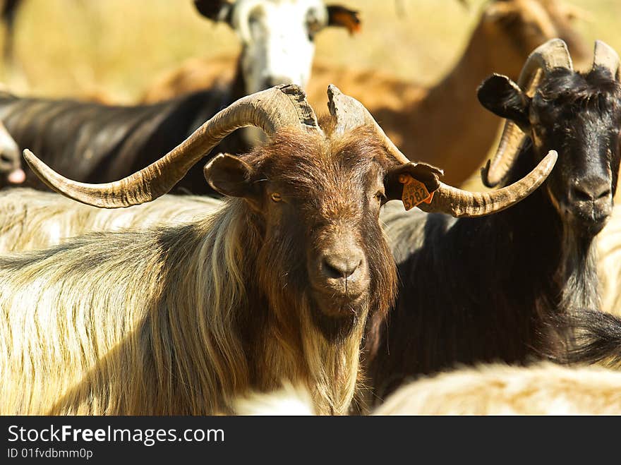 Corsican goats