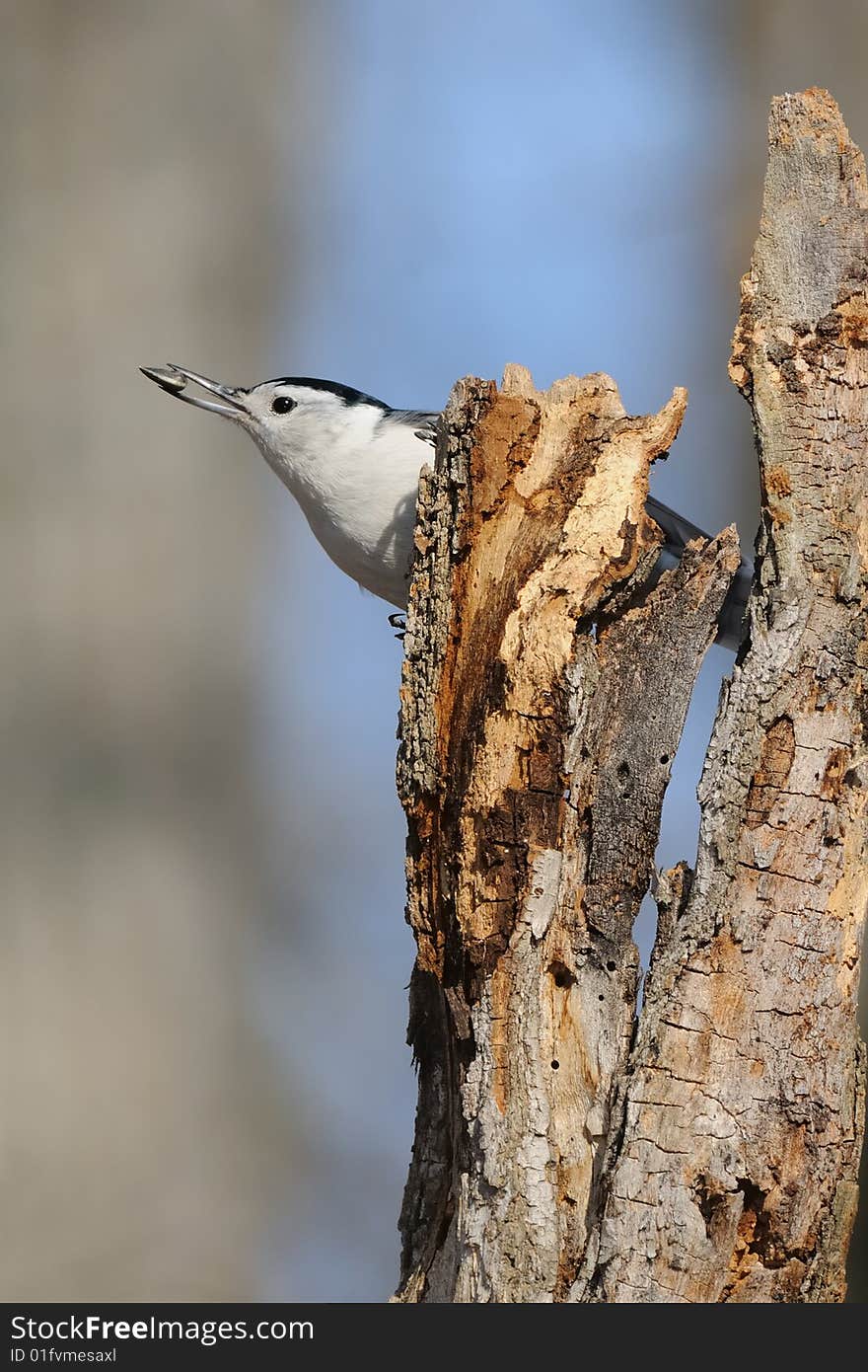 Nuthatch emerging from rotted tree with seed. Nuthatch emerging from rotted tree with seed