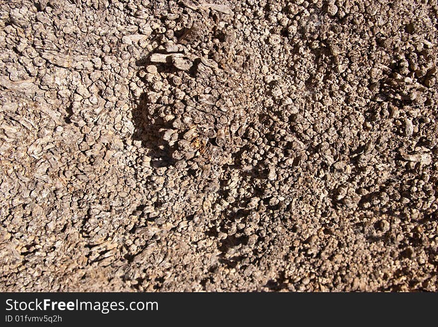 Growth on lower portion of Palm tree trunk, suitable for background texture.