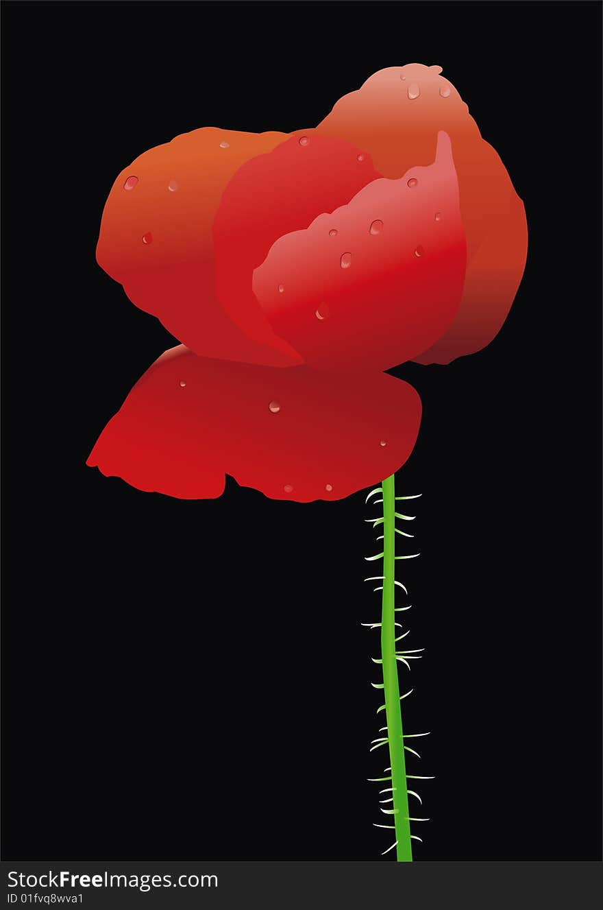 Vector Poppy