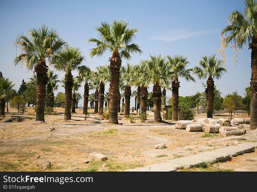 Palms In Turkey