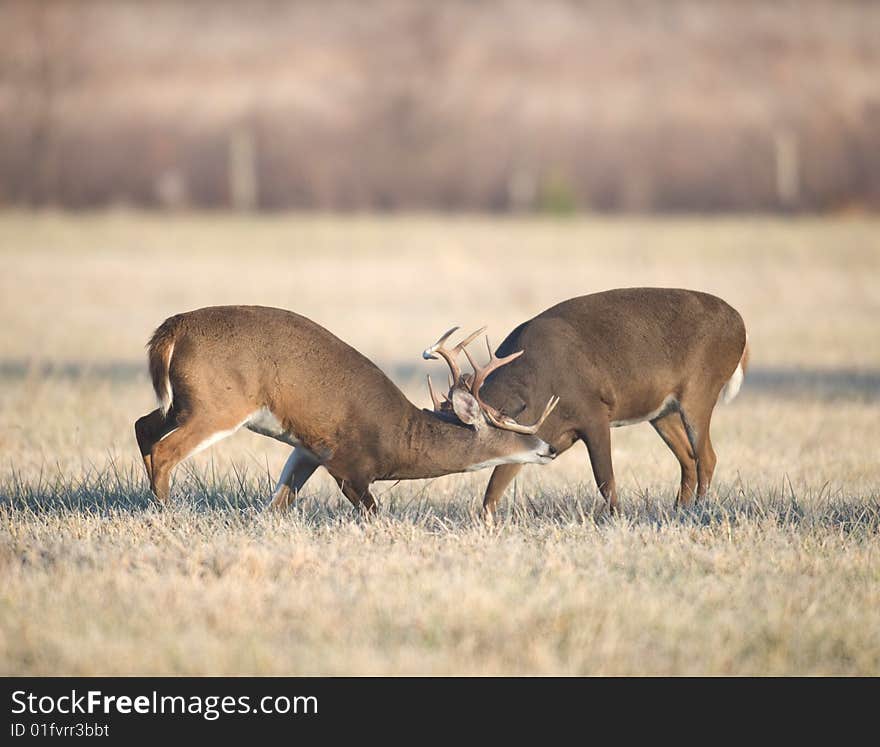 Two male whitetail deer spar in an open field during the rut. Two male whitetail deer spar in an open field during the rut