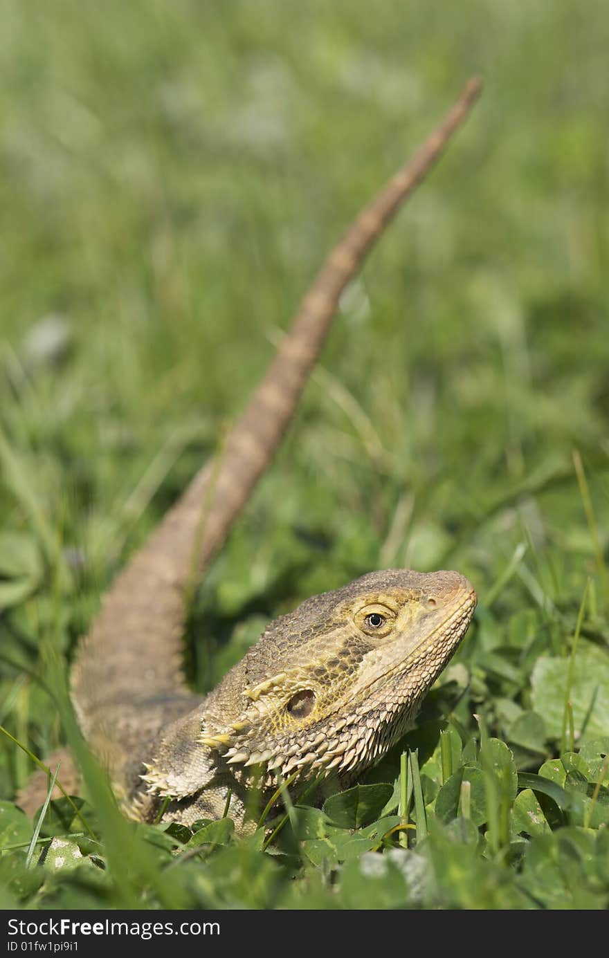 Bearded Dragon in grass