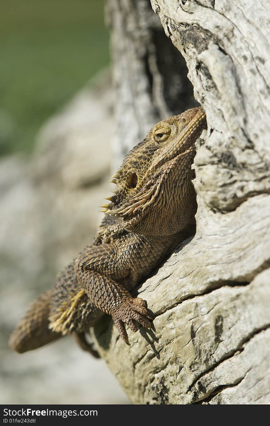 Bearded Dragon sitting in log of tree. Bearded Dragon sitting in log of tree