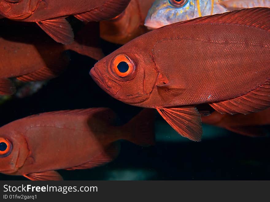 Crescent-tail bigeye (priacanthus hamrur) taken in the red sea.